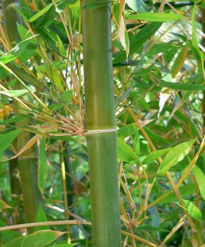 Bambusa oldhamii Giant Timber Bamboo